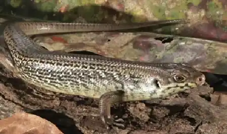 Major skink (Bellatorias Egernia frerei) - Favorit blandt kunder