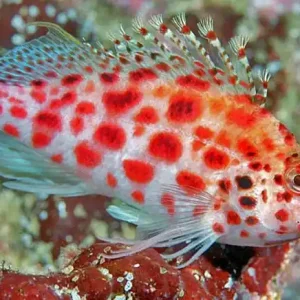 Kan købes nu - Cirrhitichthys Oxycephalus