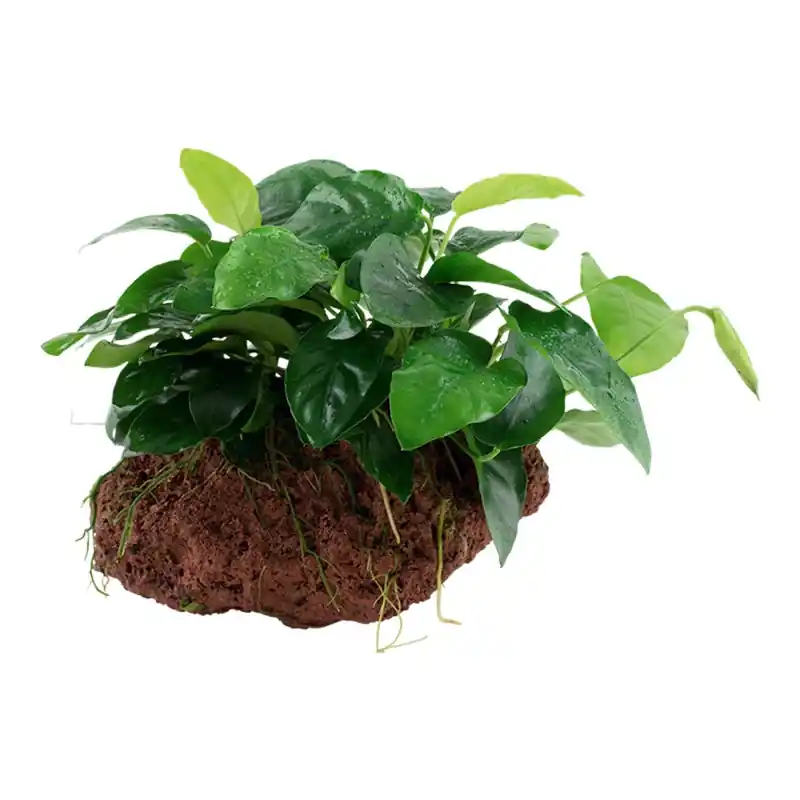 Bestseller - Anubias barteri var. Nana Nr.11 ca. 12-16 cm på lavasten